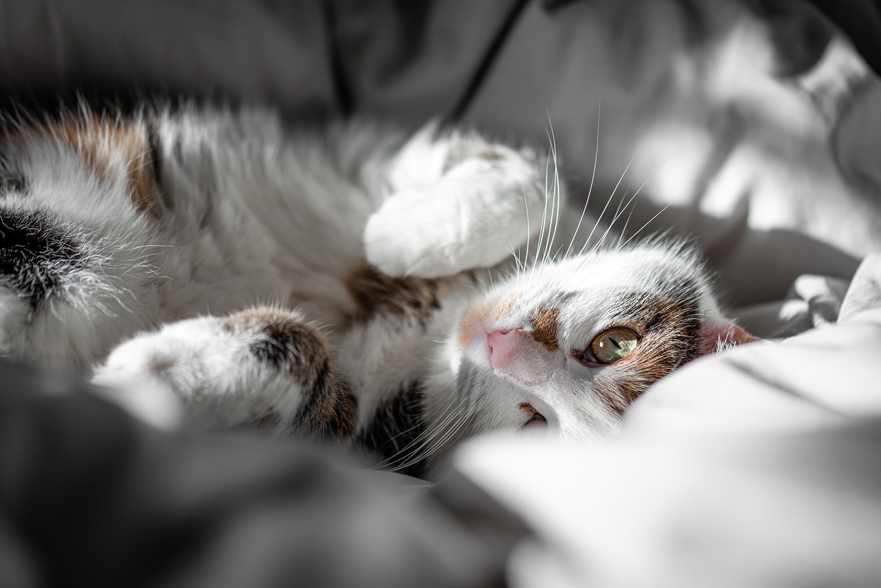 entdecken sie das perfekte katzenbett für ihren liebling – bequem, stilvoll und in verschiedenen größen erhältlich. sorgen sie für besten schlafkomfort und ein glückliches zuhause für ihre katze!