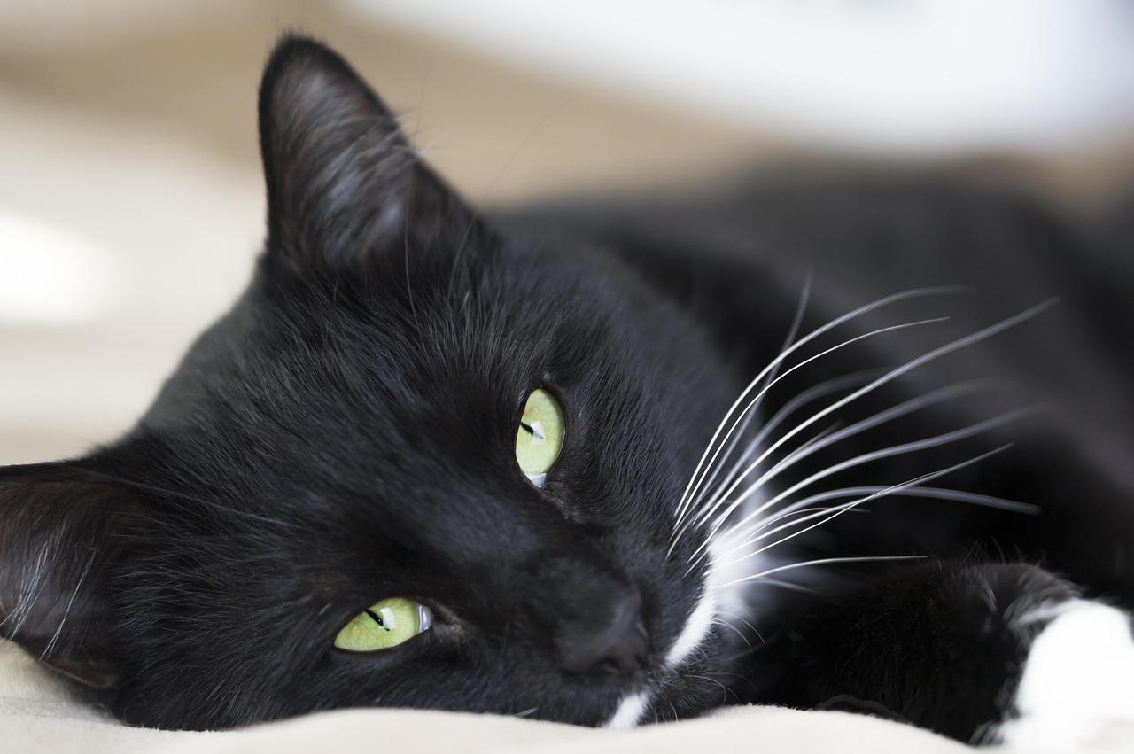 entdecken sie unser katzenbett: bequemer, weicher schlafplatz für ihre katze. fördern sie erholsamen schlaf und geborgenheit mit stilvollen designs für jedes zuhause.