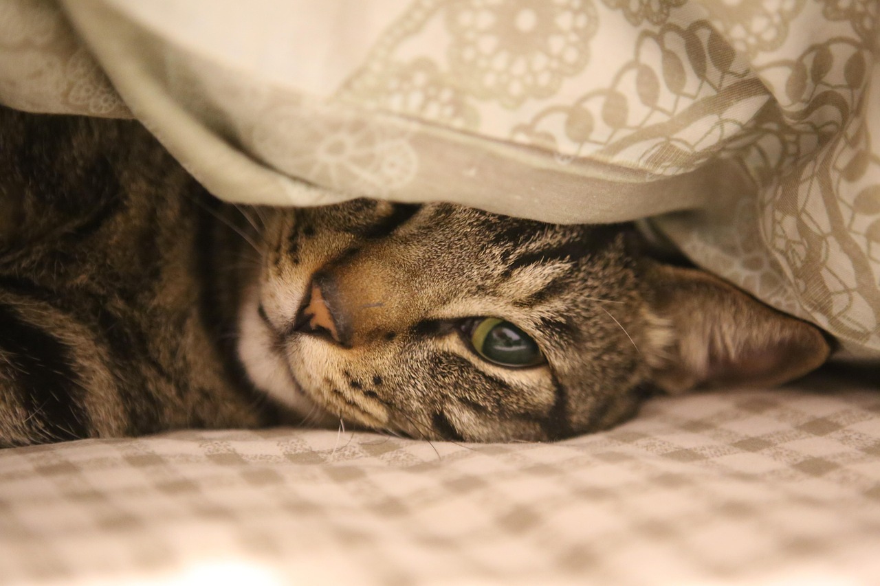 entdecken sie das perfekte katzenbett für ihren liebling! bequeme, stilvolle und gemütliche schlafplätze für katzen – jetzt online auswählen und ihrer katze besten komfort bieten.