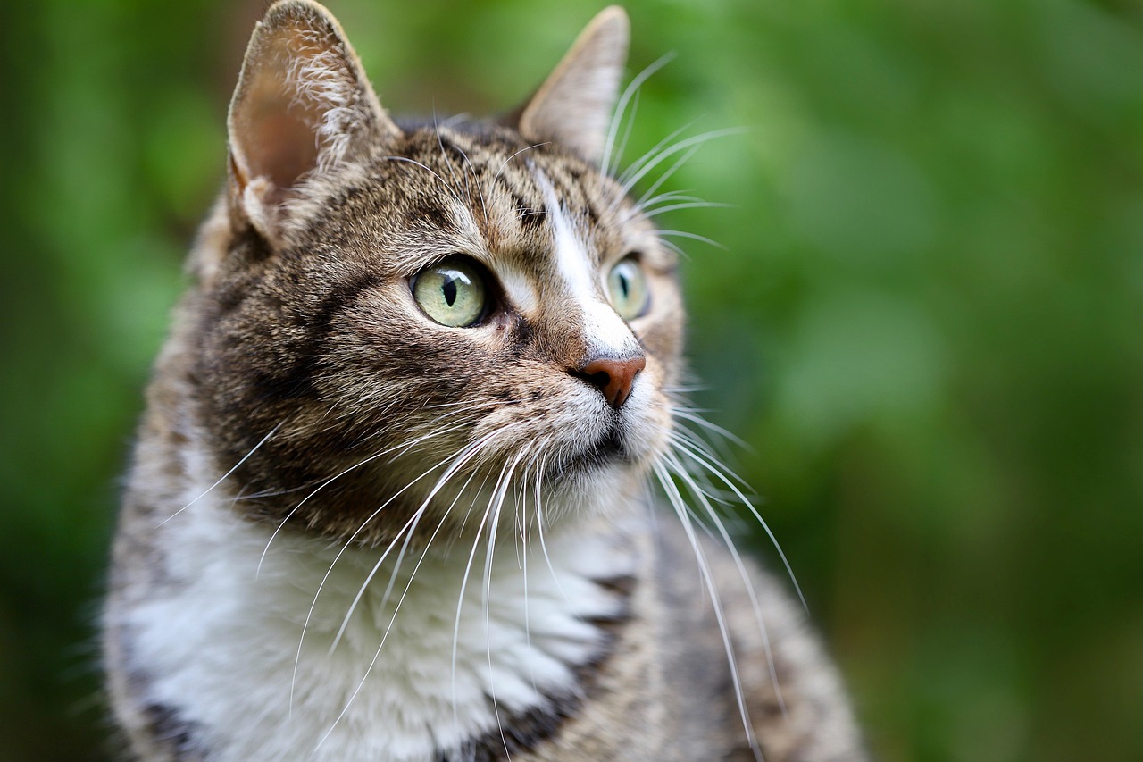 entdecken sie effektive methoden, um ihre katze zu beruhigen. tipps, produkte und strategien für ein entspanntes zuhause und glückliche samtpfoten.