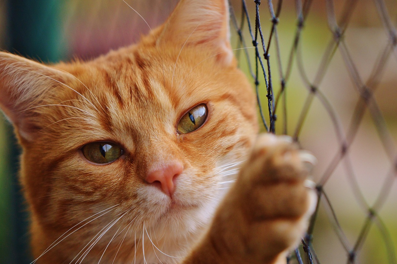 entdecken sie effektive methoden und produkte, um ihre katze zu beruhigen. tipps für ein entspanntes und glückliches katzenleben – stressfrei und zufrieden.
