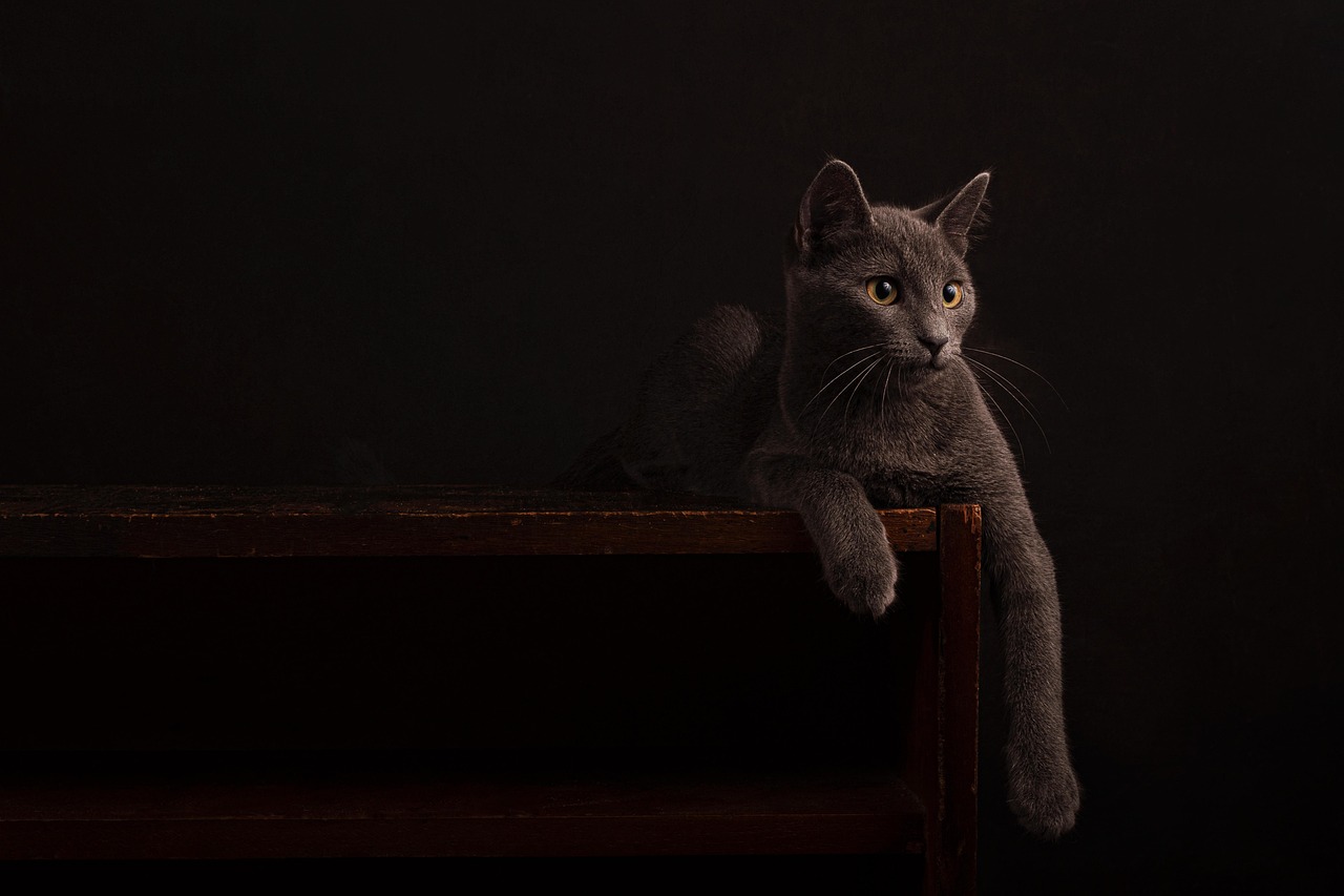 entdecken sie stilvolle und funktionale katzenmöbel für ihr zuhause. unsere hochwertigen möbel bieten komfort für ihre katze und passen perfekt zu ihrer einrichtung. jetzt die besten katzenmöbel online finden!