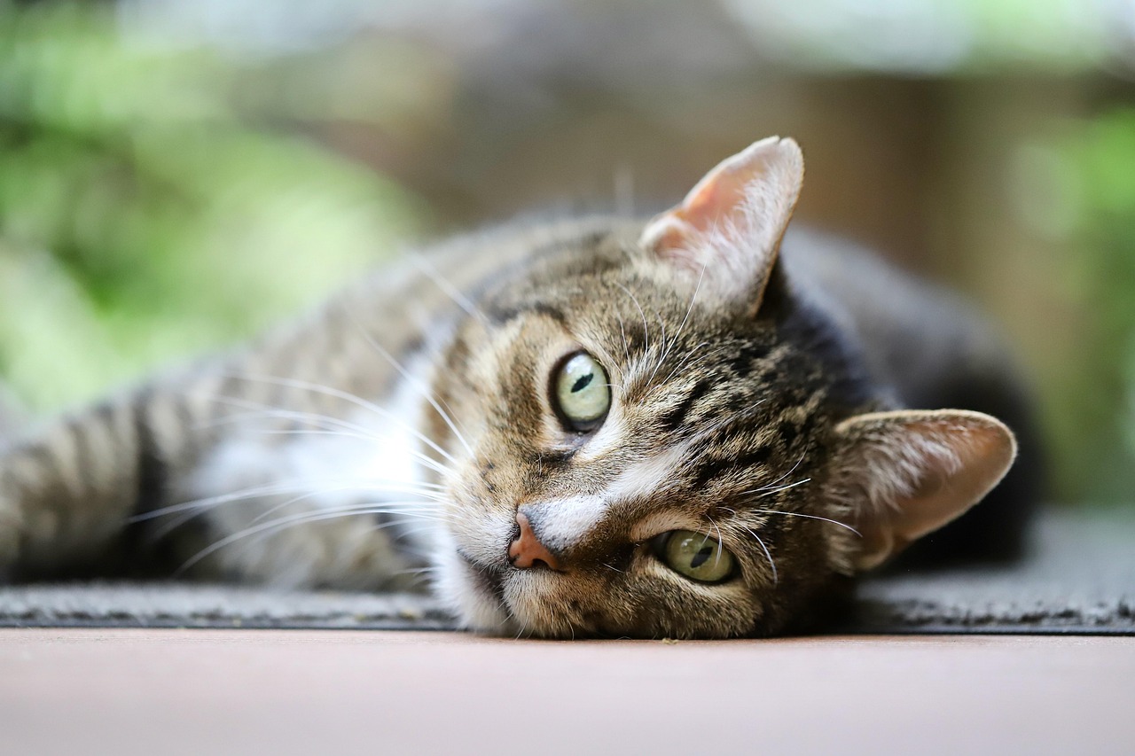 entdecken sie hochwertige katzenprodukte für das wohlbefinden ihrer katze. von katzenfutter über spielzeug bis hin zu pflegeartikeln – alles, was ihre katze braucht, finden sie bei uns.