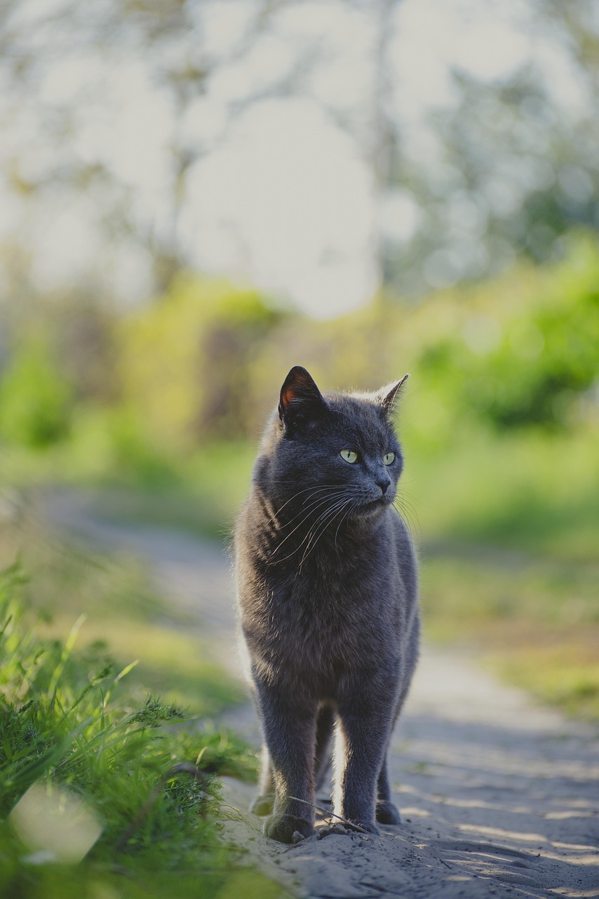 entdecken sie unsere hochwertigen katzenprodukte: kratzbäume, spielzeug, futter und zubehör für das wohlbefinden ihrer katze. jetzt das beste für ihren stubentiger auswählen!