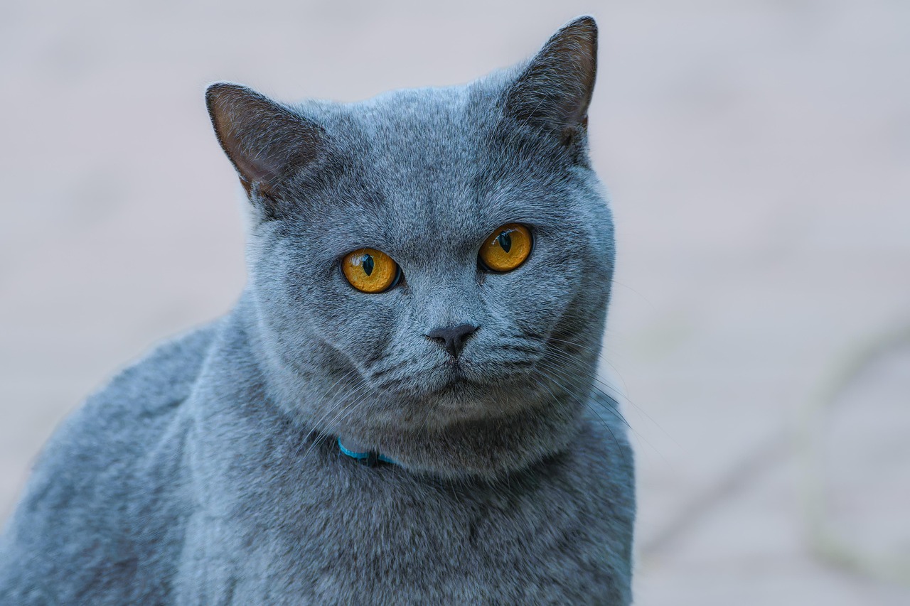 entdecken sie hochwertige katzenprodukte: spielzeug, futter, pflege und zubehör für das wohlbefinden ihrer katze. jetzt das beste für ihren stubentiger finden!
