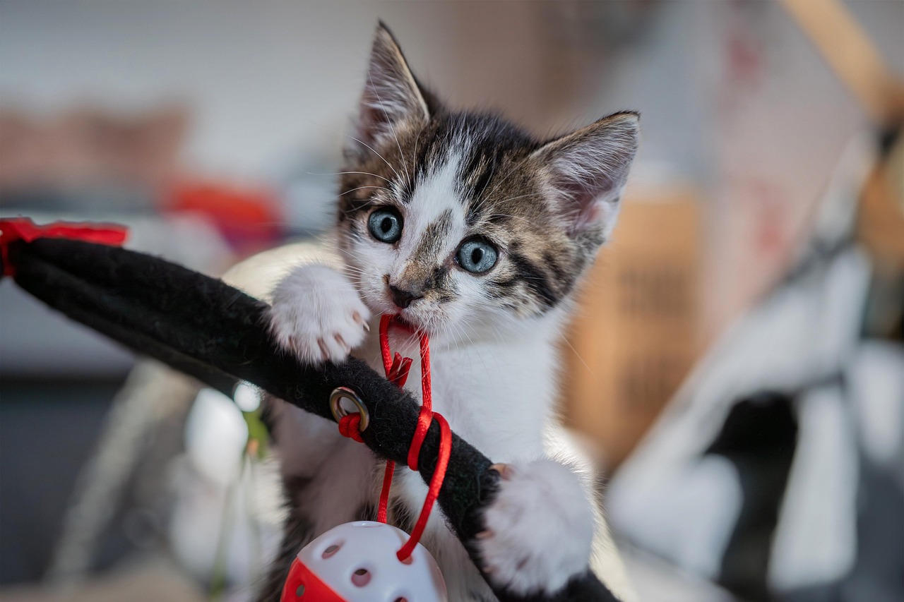entdecken sie unser vielseitiges katzenspielzeug – ideal für spielerische unterhaltung, bewegung und geistige förderung ihrer katze. perfekt für kleine und große katzen!