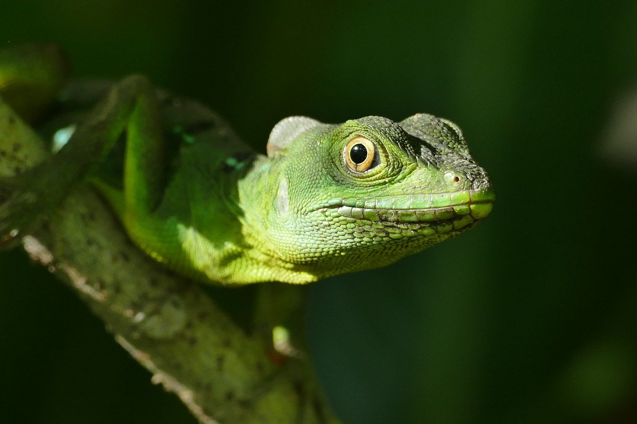 entdecken sie die bedeutung der biodiversität, ihre rolle für das gleichgewicht der natur und wie wir gemeinsam die artenvielfalt schützen können. erfahren sie mehr über bedrohte arten und nachhaltige lösungen.