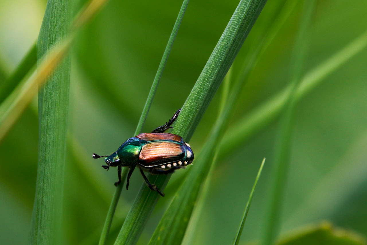 entdecken sie die bedeutung der biodiversität, ihre rolle im ökosystem und wie wir gemeinsam zur erhaltung der biologischen vielfalt beitragen können. erfahren sie mehr über artenvielfalt und nachhaltigen naturschutz.