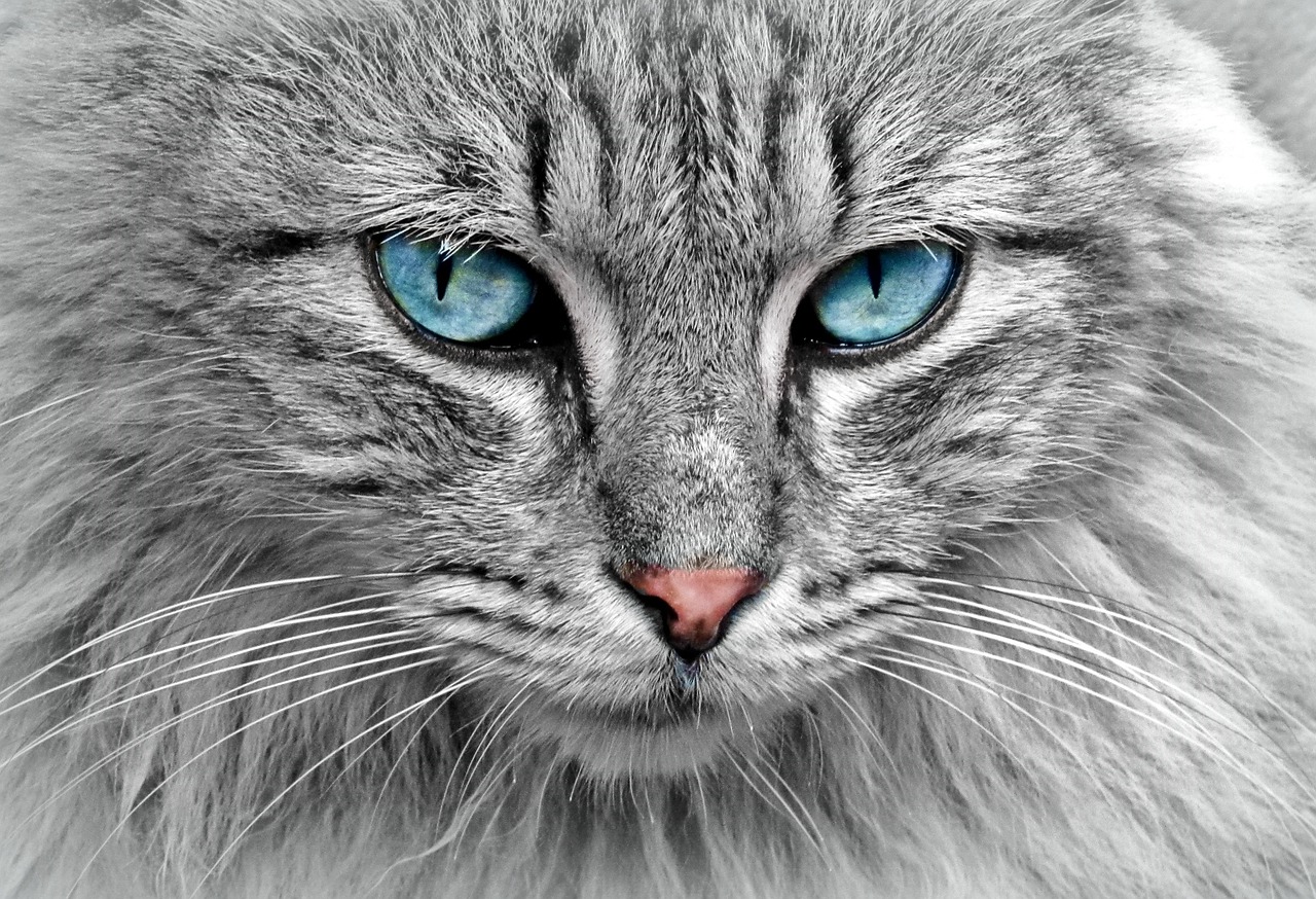 erfahren sie, wie sie angst und stress bei katzen erkennen, verstehen und effektiv behandeln können. praktische tipps, symptome und lösungen für ein entspannteres katzenleben.