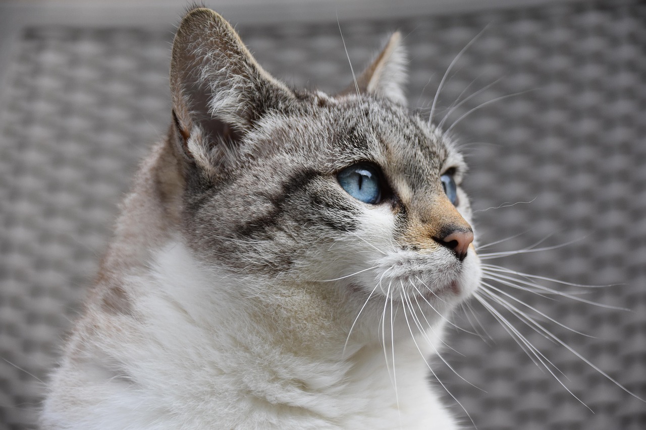 erfahren sie mehr über katzenangst: ursachen, symptome und bewährte tipps zur beruhigung ihrer katze. sorgen sie für ein entspanntes und glückliches zuhause für ihr haustier.