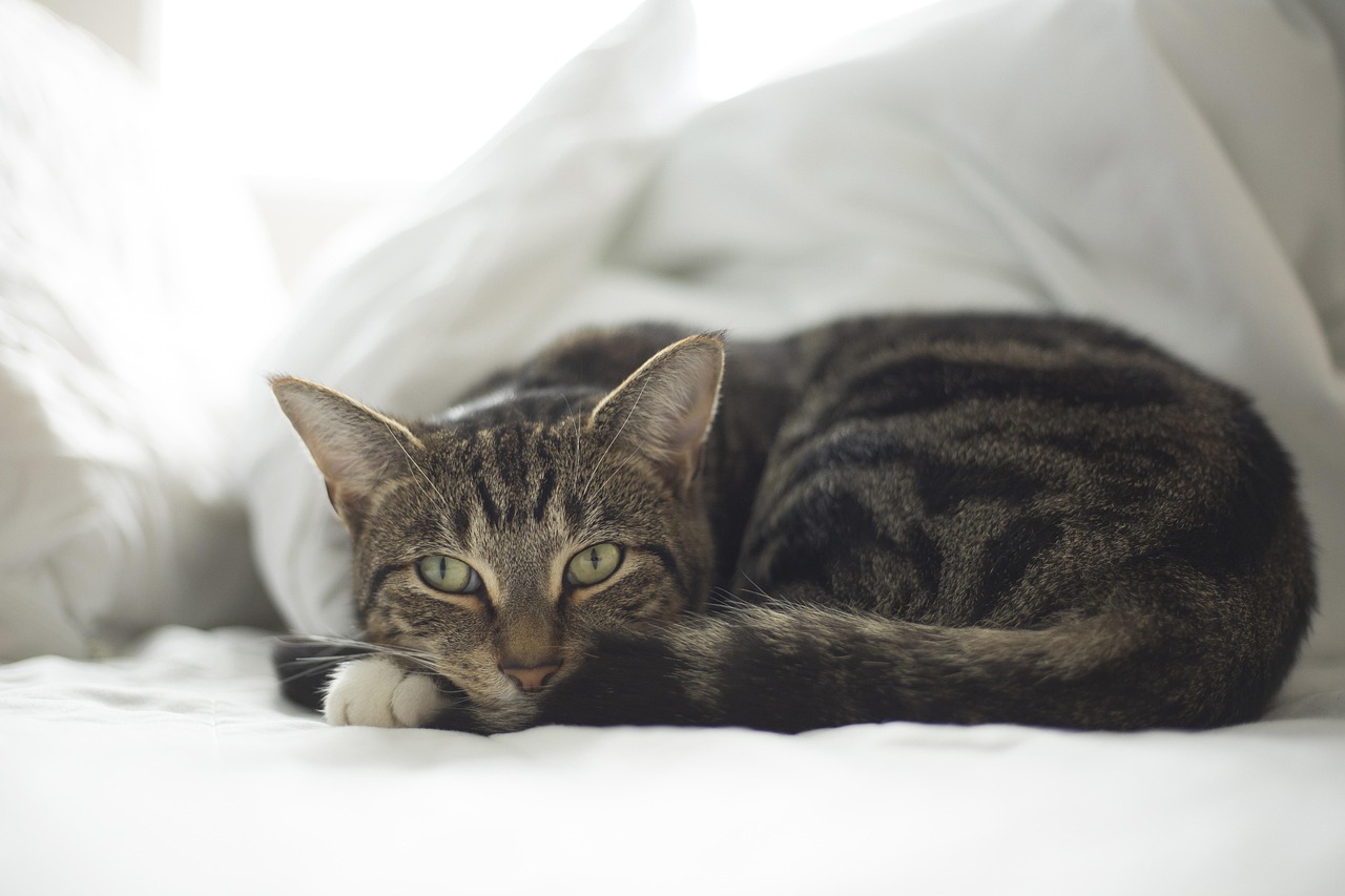 gemütliches katzenbett für besten schlafkomfort. hochwertige materialien, stilvolles design und verschiedene größen für ihre katze. perfekt für zuhause – jetzt das ideale katzenbett entdecken!