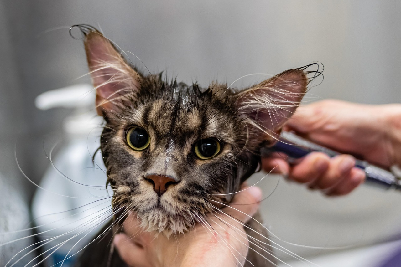 entdecken sie umfassende tipps zur katzenpflege: ernährung, gesundheit, fellpflege und verhalten. so bleibt ihre katze glücklich und gesund!