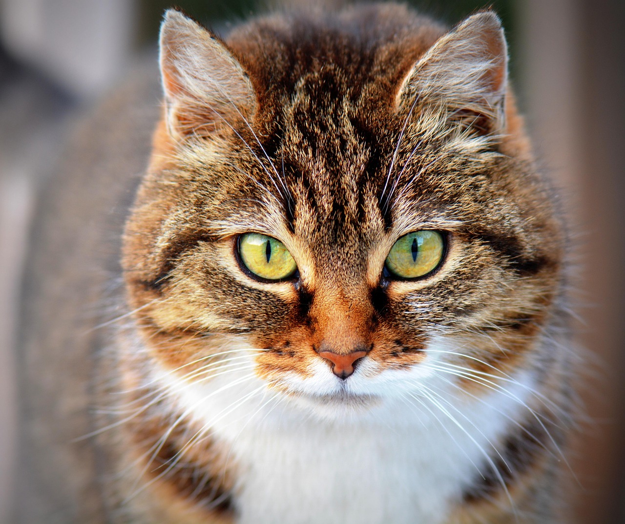 entdecken sie die besten tipps und ratschläge zur katzenpflege. erfahren sie, wie sie ihre katze gesund, glücklich und zufrieden halten – von der ernährung bis zur fellpflege!