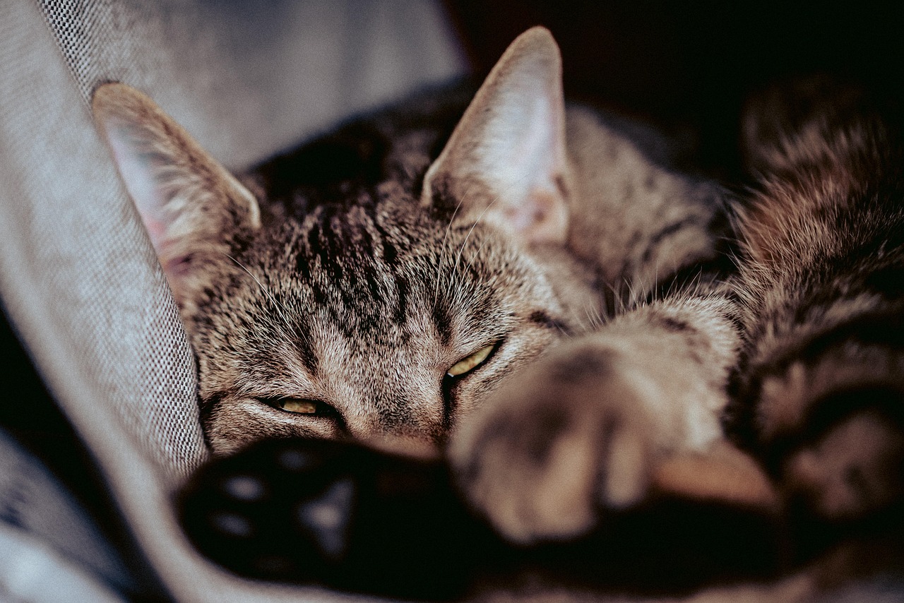 entdecken sie einzigartige und stilvolle hängematten für katzen – innovative designs für komfort und zufriedenheit ihrer katze. perfekt für jedes zuhause!