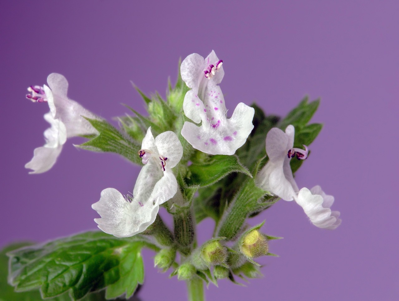 entdecken sie alles über catnip (katzenminze): wirkung auf katzen, anwendungsmöglichkeiten, vorteile und tipps für die verwendung dieses beliebten natürlichen katzenspielzeugs.