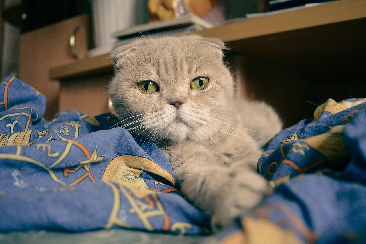 entdecken sie die connected cat blanket – die innovative, intelligente decke für katzen! perfekte temperaturregulierung, app-steuerung und ultimativer komfort für ihr haustier.