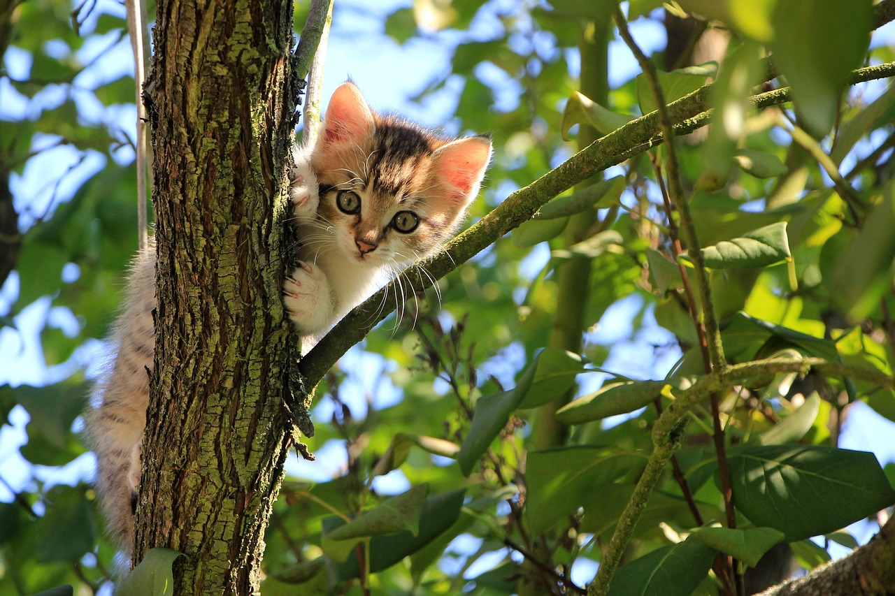 entdecken sie umweltfreundliche katzenstreu – nachhaltig, biologisch abbaubar und sanft für ihre katze. unsere ökologische streu sorgt für frische im katzenklo und schont gleichzeitig die umwelt.