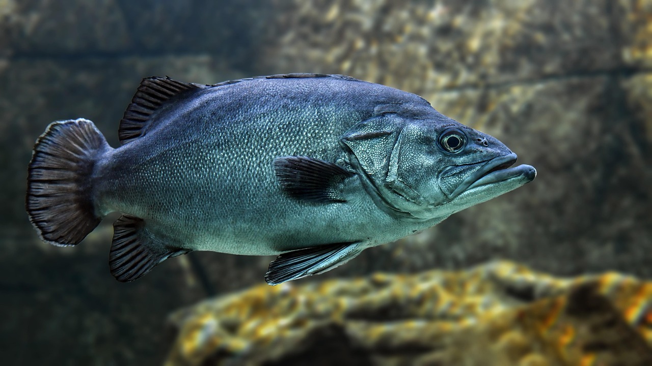 entdecken sie die neuesten technologien und methoden der unterwasserkommunikation. erfahren sie, wie daten und informationen effizient unter wasser übertragen werden und welche anwendungen dies ermöglicht.
