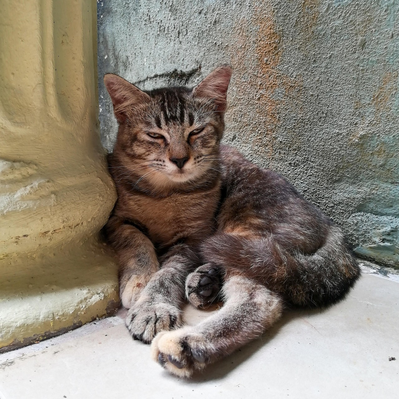 entdecken sie ultimativen katzenkomfort mit unseren hochwertigen produkten für das wohlbefinden ihrer katze.