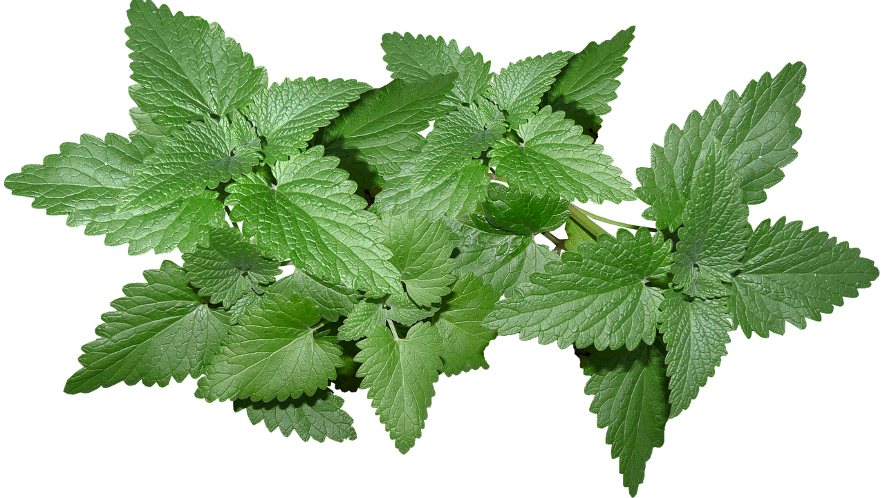 entdecken sie die vorteile von catnip, dem natürlichen lieblingskraut für ihre katze, das spielerische aktivität und wohlbefinden fördert.