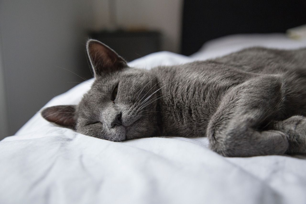entdecken sie das perfekte katzenbett für ihren liebling! bequeme, stilvolle und hochwertige betten für katzen – sorgen sie für einen gemütlichen schlafplatz und glückliche stubentiger.