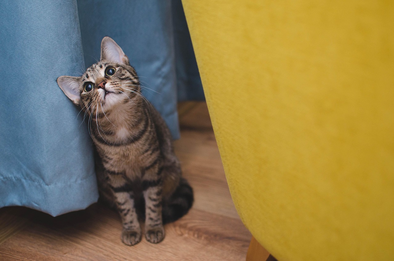 entdecken sie tipps und ideen zur katzenbereicherung für ein glückliches und gesundes katzenleben. verbessern sie das wohlbefinden ihrer katze mit kreativen spiel- und beschäftigungsmöglichkeiten.