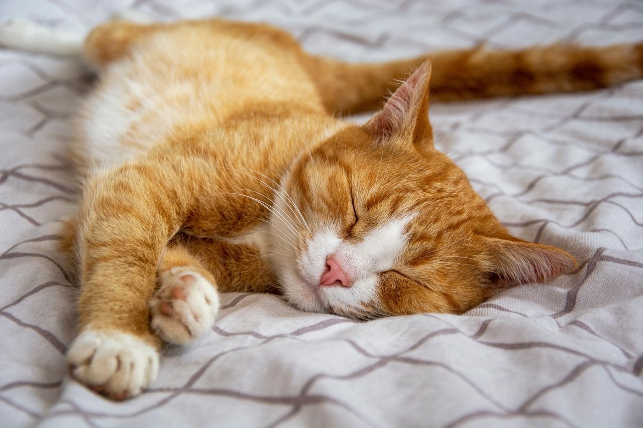 entdecken sie das perfekte katzenbett für ihren liebling! komfortabel, gemütlich und hochwertig – für entspannte und glückliche katzenmomente zu hause.