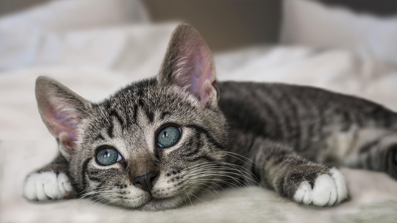 entdecken sie das perfekte katzenbett für ihren liebling! hochwertige materialien, gemütliches design und maximale behaglichkeit für ihre katze. jetzt das passende bett finden und ihrem stubentiger einen erholsamen schlaf schenken!