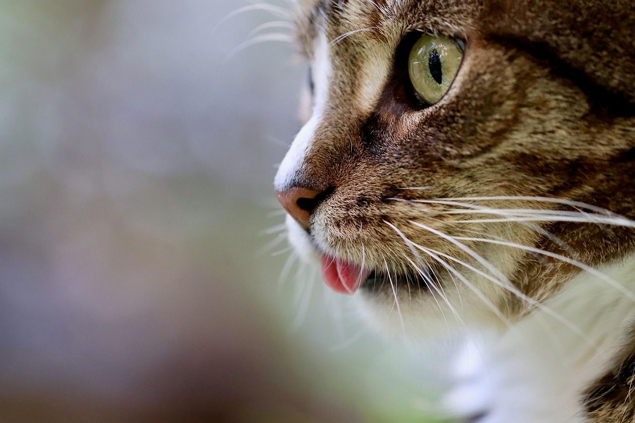 entdecken sie die verschiedenen größen von katzenspielzeugen und finden sie das perfekte spielzeug für ihre katze. unsere größentabelle hilft ihnen, das passende spielzeug für ihr haustier auszuwählen.