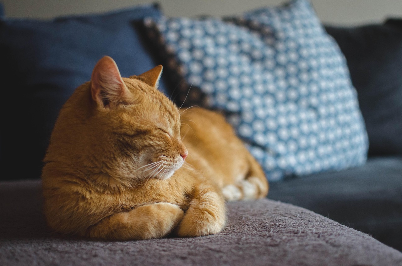 entdecken sie die potenziell giftigen materialien in katzenlaufställen und schützen sie ihre katze vor schädlichen stoffen für ein sicheres spielumfeld.