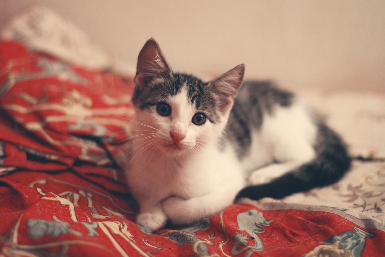 entdecken sie komfortable und stilvolle katzenbetten, die ihrer katze erholsamen schlaf bieten. finden sie das perfekte bett für ihren liebling – hochwertig, gemütlich und in vielen designs erhältlich.