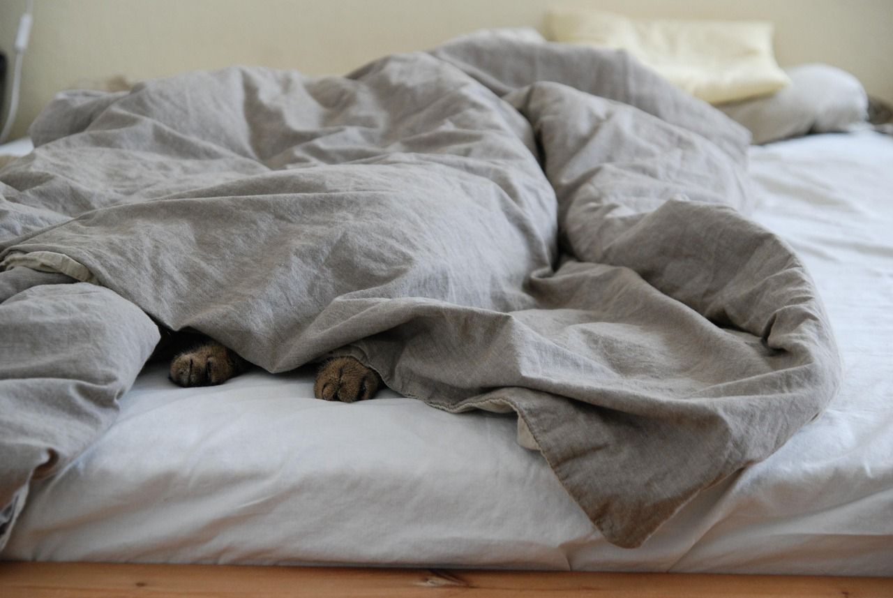 entdecken sie das perfekte katzenbett für ihre katze – bequem, hochwertig und stilvoll. sorgen sie für einen erholsamen schlafplatz mit unseren gemütlichen katzenbetten. jetzt stöbern und das ideale bett für ihre samtpfote finden!