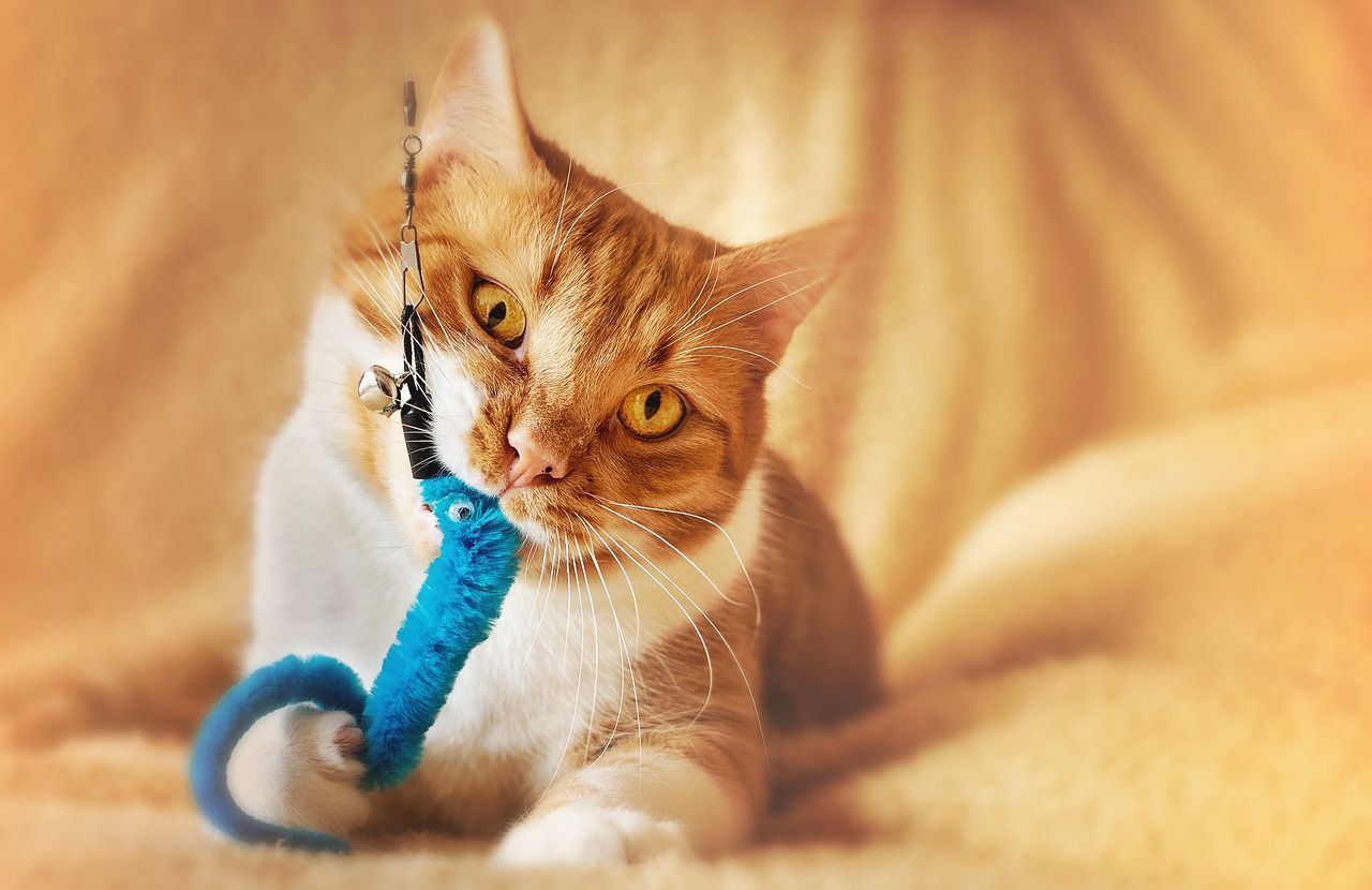 entdecken sie verschiedene größen von katzenspielzeug für jede katzenrasse und jedes alter. finden sie das perfekte spielzeug, um ihre katze zu beschäftigen und glücklich zu machen.