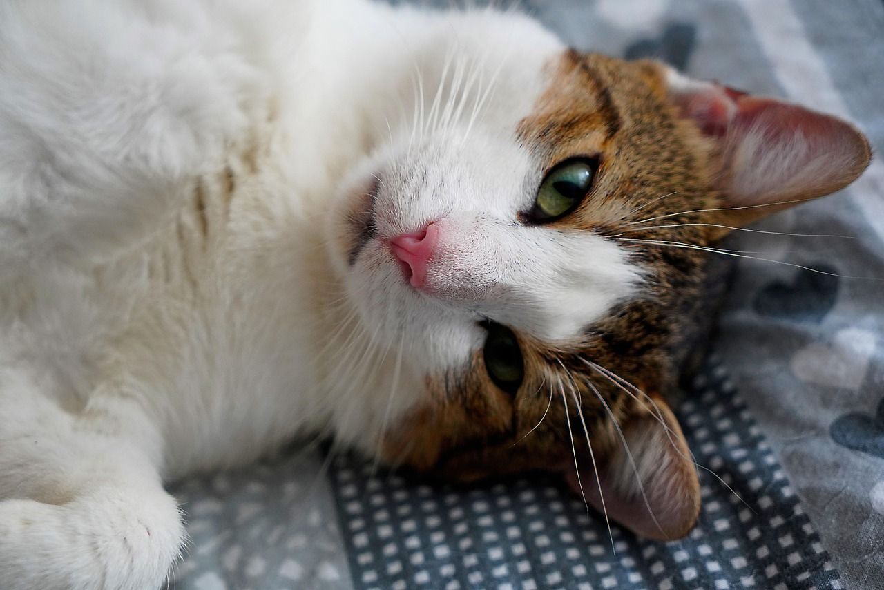 entdecken sie die connected cat blanket – die intelligente, beheizbare decke für katzen. sorgen sie für maximalen komfort und wohlbefinden ihres lieblings dank moderner technologie. ideal für jede katzenrasse.
