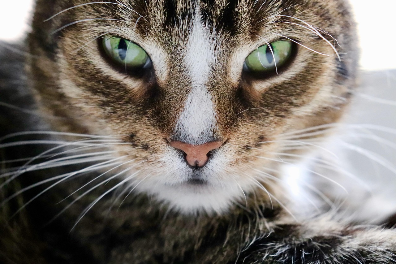 entdecken sie die wohltuende wirkung der katzen-therapie: wie der kontakt mit katzen stress reduziert und das wohlbefinden steigert.