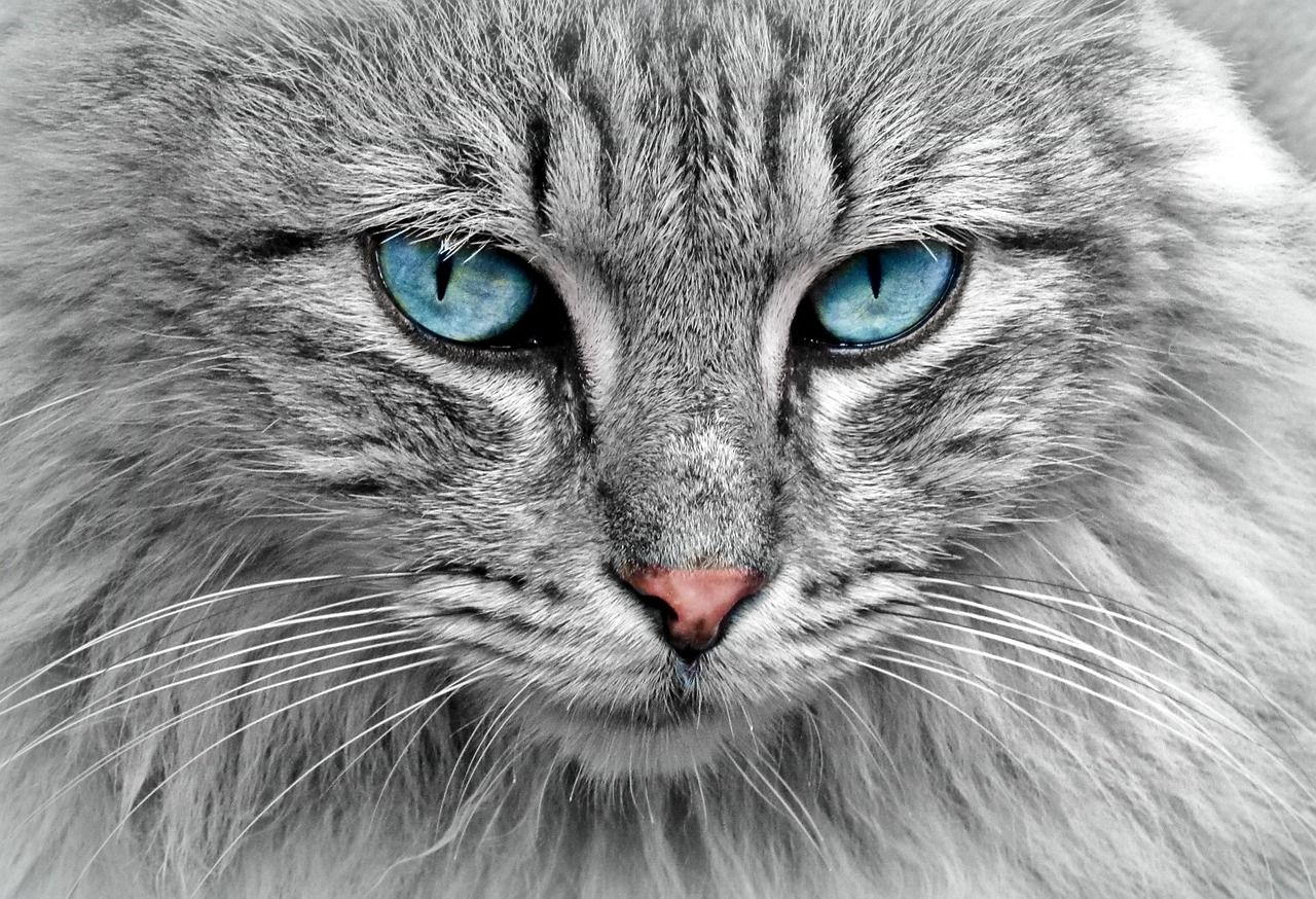 entdecken sie unser einzigartiges katzenspielzeug, das für stundenlangen spielspaß und bewegung sorgt. perfekt für neugierige katzen, fördert es aktivität und wohlbefinden. jetzt das ideale spielzeug für ihre katze finden!