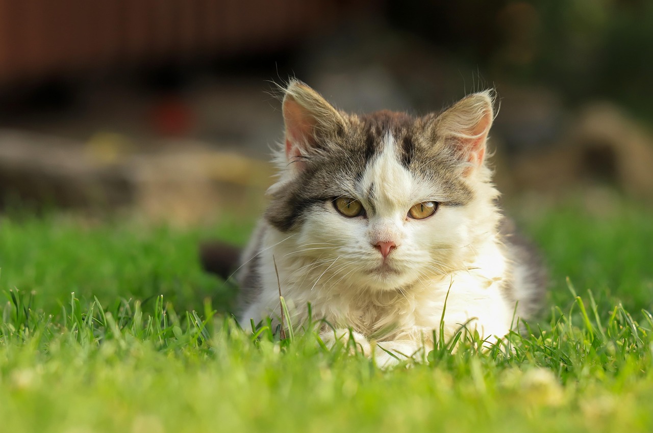 entdecken sie kreative und anregende ideen zur katzenbeschäftigung, die das wohlbefinden und die lebensfreude ihrer katze steigern.
