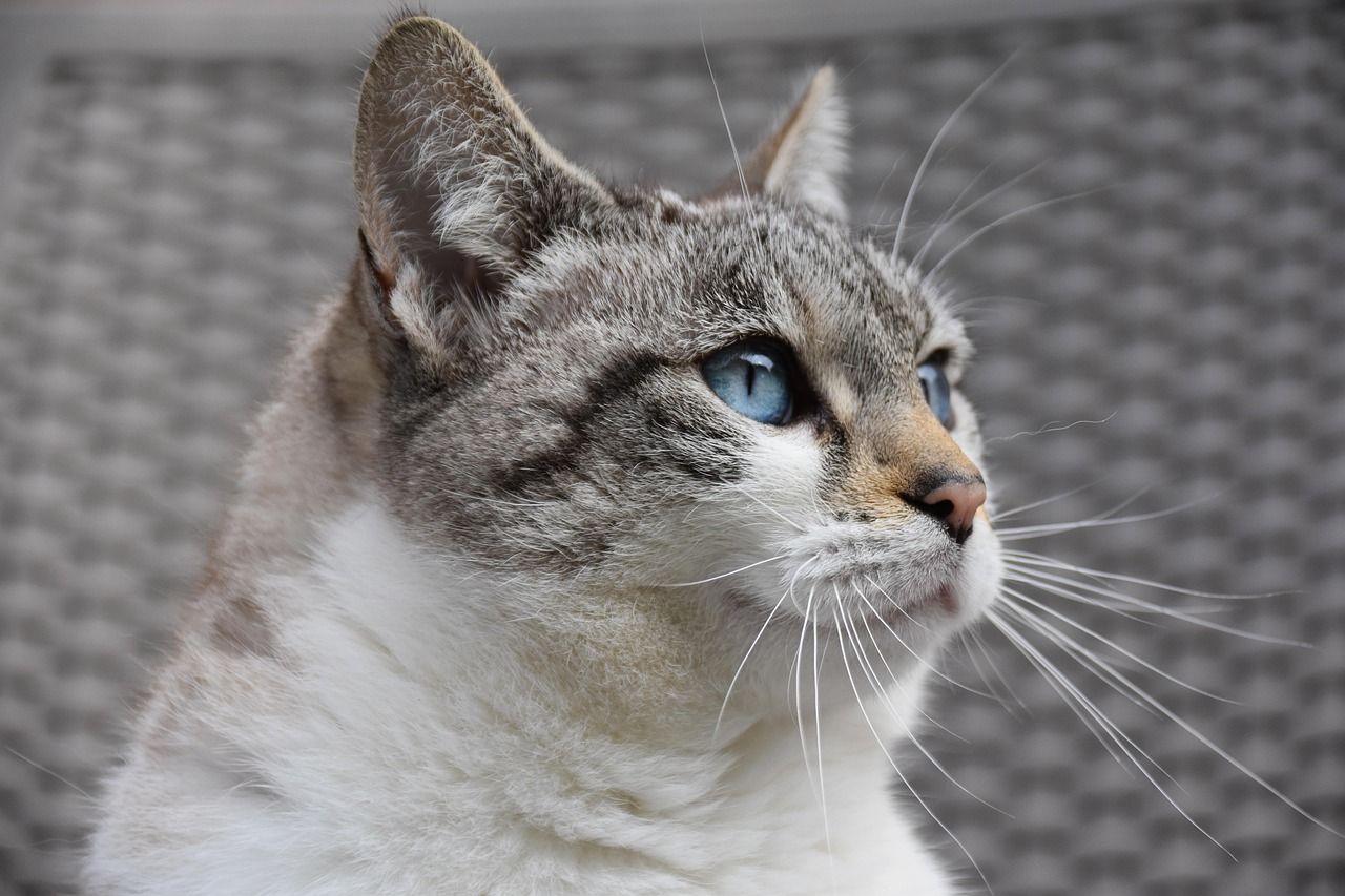 erfahren sie mehr über katzenangst: ursachen, symptome und bewährte tipps zur beruhigung ihrer katze. sorgen sie für ein entspanntes und glückliches zuhause für ihr haustier.