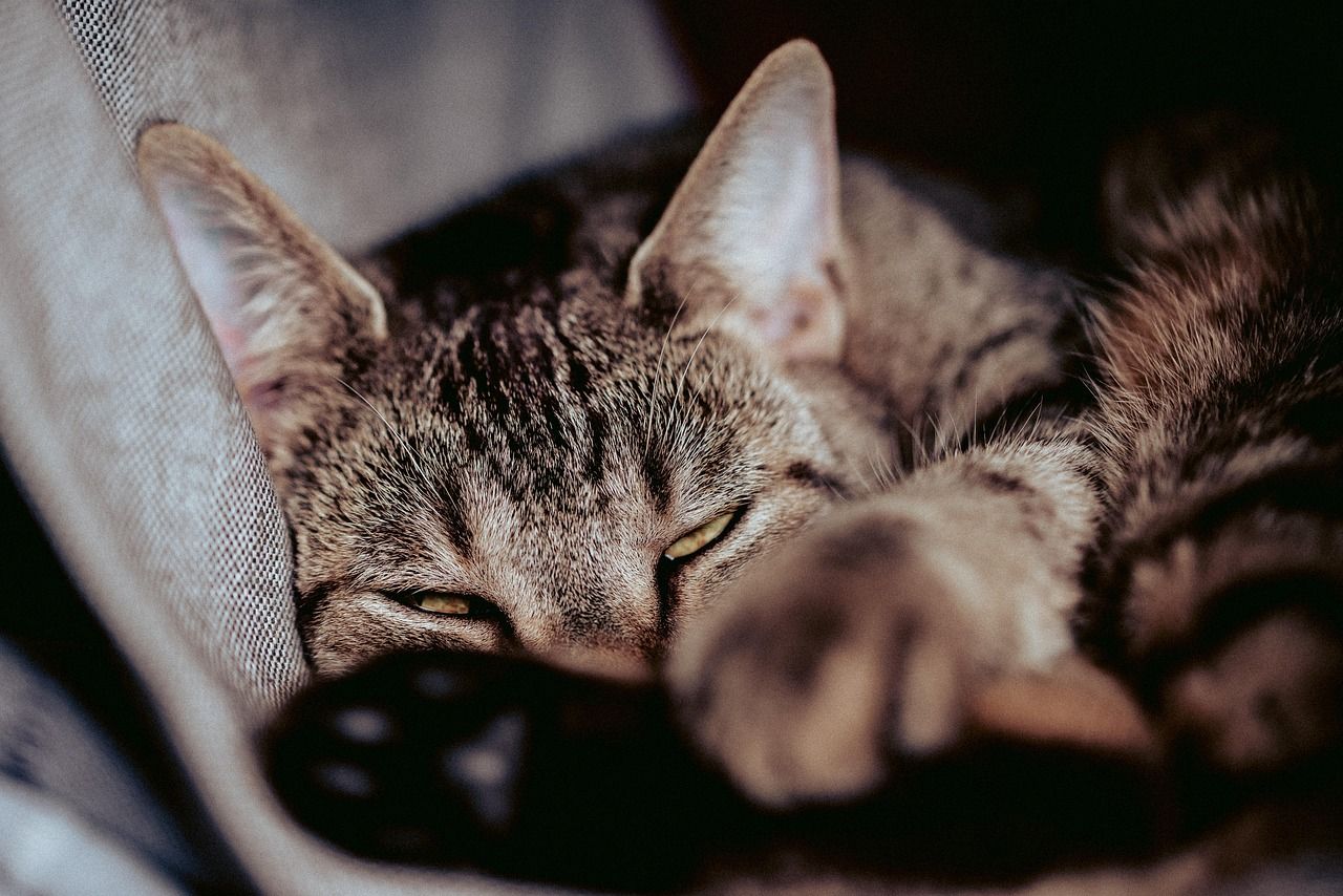 entdecken sie einzigartige und stilvolle hängematten für katzen – innovative designs für komfort und zufriedenheit ihrer katze. perfekt für jedes zuhause!