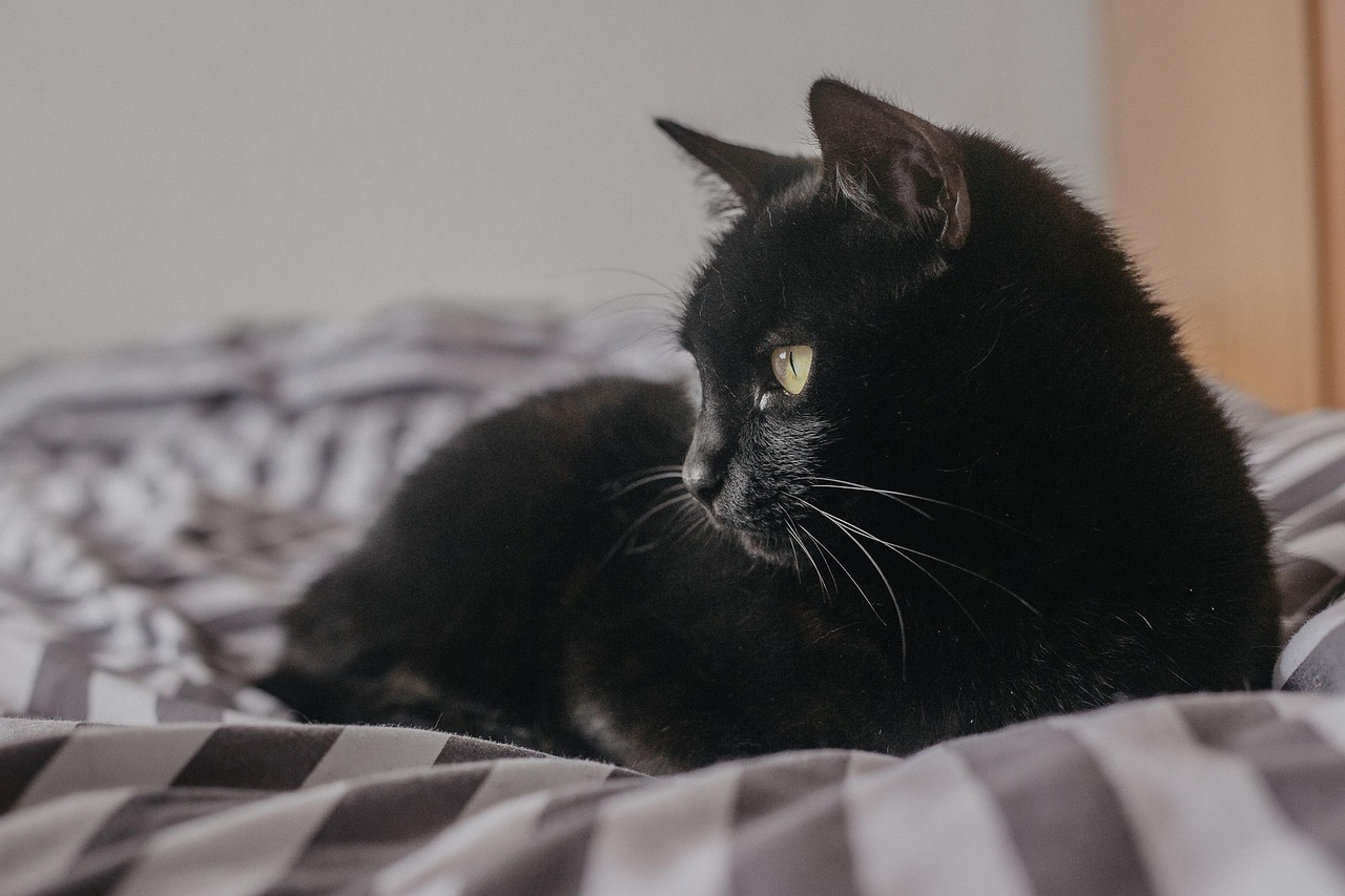 Wie wählt man einen Katzenpuck aus, der zum Alter der Katze passt?