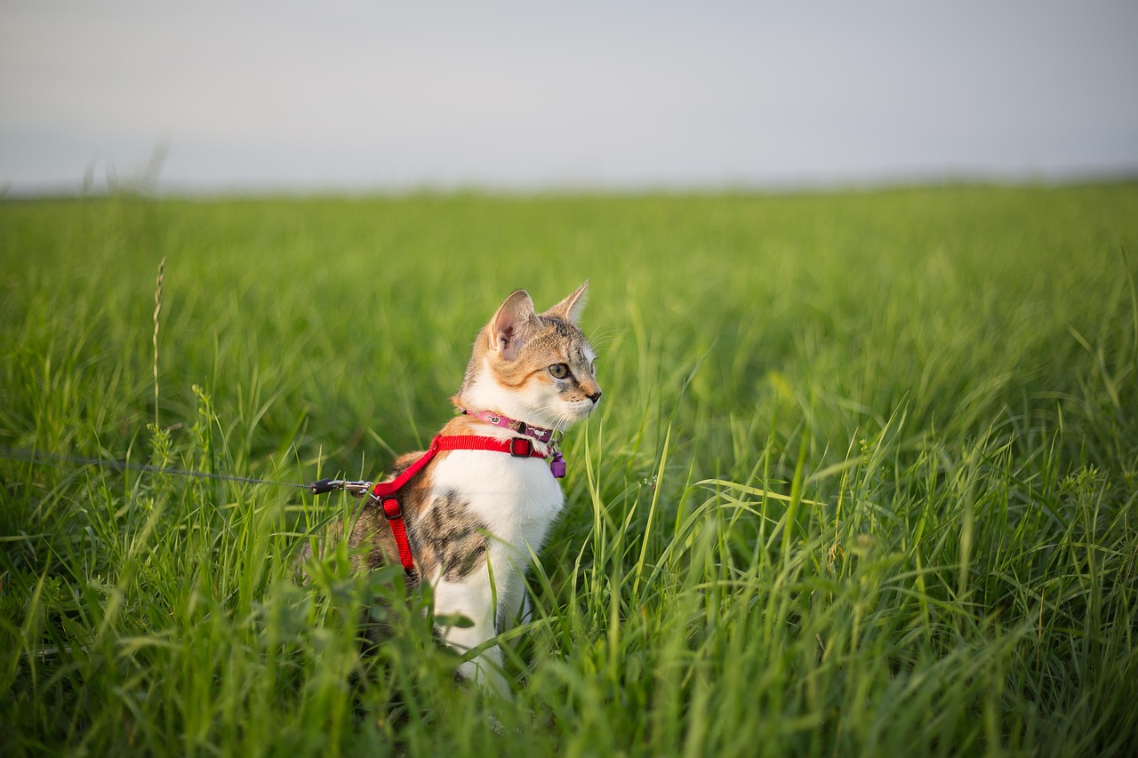 Wie wählt man einen Katzenpuck für eine ältere Katze aus?