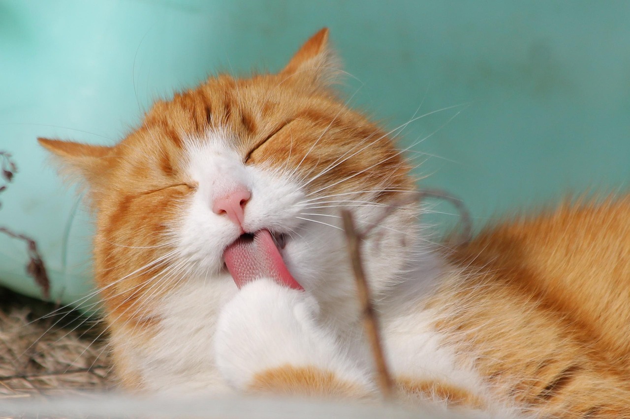 Was sind die neuesten technologischen Innovationen bei Katzenpuck?