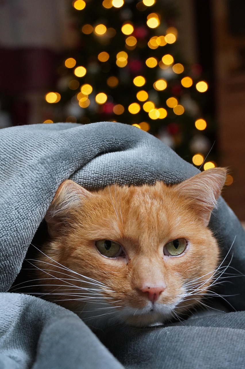 Wie hilft der Katzenpuck, die Angst von Katzen zu reduzieren?
