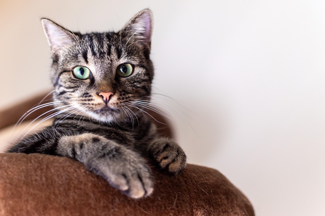 Nach welchen Kriterien wählt man einen ökologischen Katzenpuck aus?