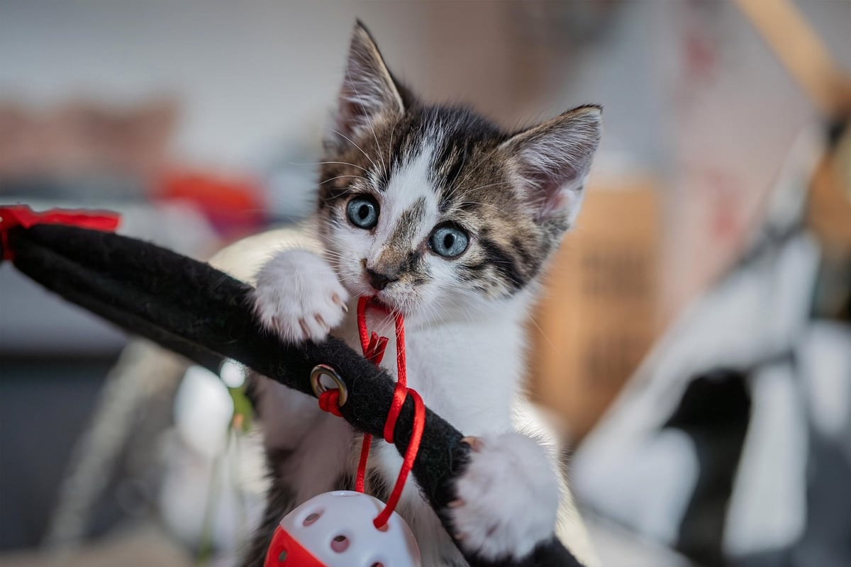 Wo gibt es den innovativsten Katzenpuck Deutschlands?