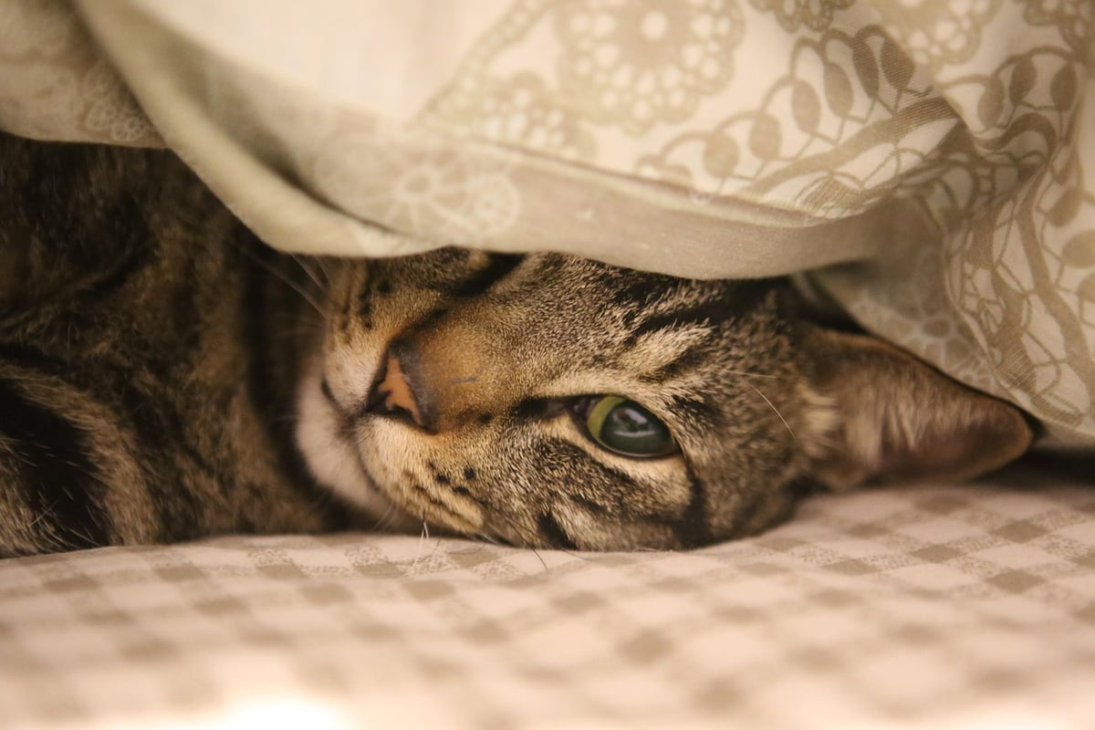 Wie wählen Sie den besten Katzenpuck für Ihre Hauskatze aus?